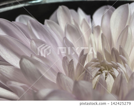 White Chrysanthemum Floating at Top of Clear Mason Jar With Water Against Dark Background White Chrysanthemum Floating at Top of Clear Mason Jar With Water Against Dark Background 142425279