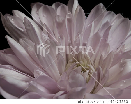 White Chrysanthemum Floating at Top of Clear Mason Jar With Water Against Dark Background White Chrysanthemum Floating at Top of Clear Mason Jar With Water Against Dark Background 142425280