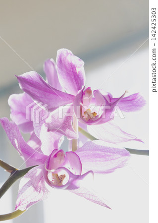 Vibrant purple phalaenopsis orchid with natural window light and backlit translucent petals 142425303