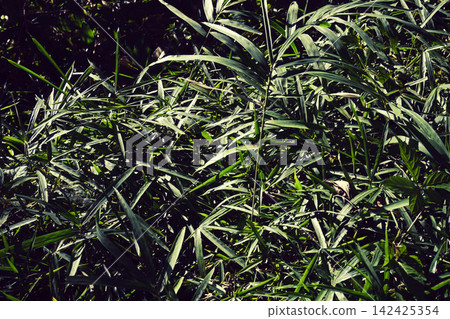 Bush, grass Bush, grass 142425354