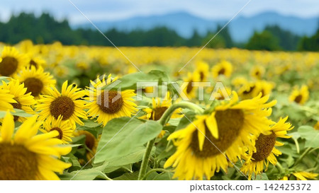 Landscape with summer flowers Landscape with summer flowers 142425372
