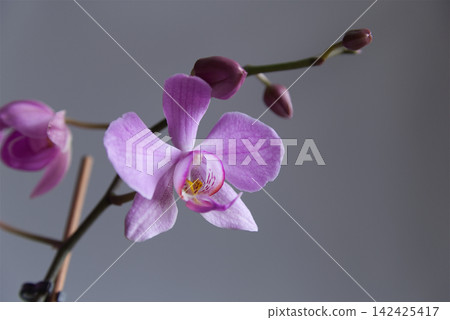 Close-up of a blooming branch of pink-lilac Phalaenopsis orchid on a gray background, concept of spring awakening, purity, elegance, and exotic minimalist decor. Close-up of a blooming branch of pink-lilac Phalaenopsis orchid on a gray background, concept of spring awakening, purity, elegance, and exotic minimalist decor. 142425417