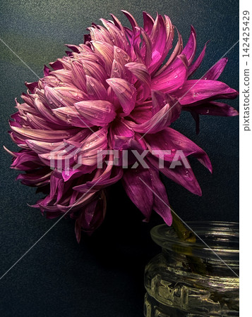 Single Pink Chrysanthemum in Clear Glass Vase With Water and Copy Space on Dark Background Single Pink Chrysanthemum in Clear Glass Vase With Water and Copy Space on Dark Background 142425429
