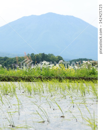 插秧後的稻田和山巒 142425725