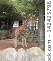 Giraffes at Kanazawa Zoo 142425796
