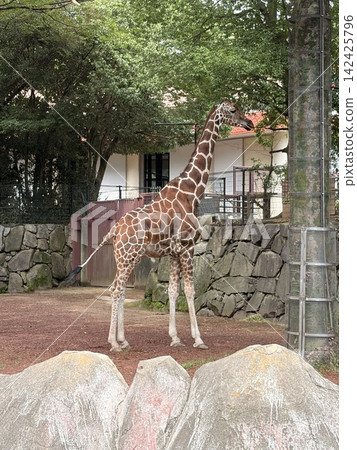 金澤動物園的長頸鹿 金澤動物園的長頸鹿 142425796