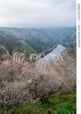 月瀨梅林「八景一覽」(奈良縣奈良市) 月瀨梅林「八景一覽」(奈良縣奈良市) 142425868