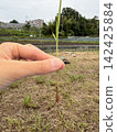 Rice planting experience 142425884