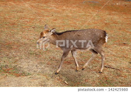 A cute wild deer in Nara Park, Japan. 142425980