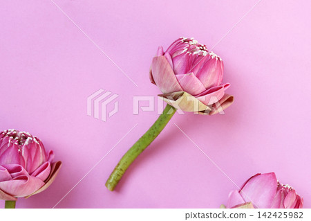 Thai-style folded pink lotus flowers on pink surface Thai-style folded pink lotus flowers on pink surface 142425982