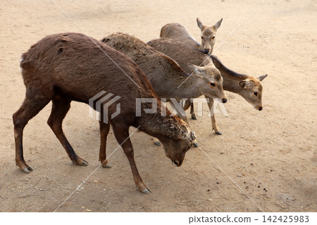 A cute wild deer in Nara Park, Japan. A cute wild deer in Nara Park, Japan. 142425983