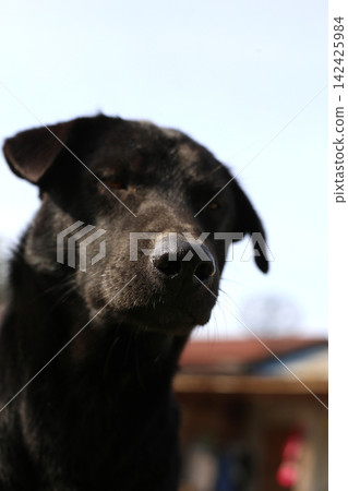 A black dog in a garden. A black dog in a garden. 142425984
