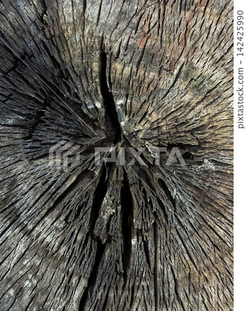 Dead Cottonwood Tree Stump Close Up With Cracked Wood Grain, Weathered Texture and Radial Growth Pattern Dead Cottonwood Tree Stump Close Up With Cracked Wood Grain, Weathered Texture and Radial Growth Pattern 142425990