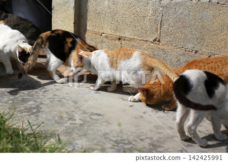 Group of stray cats and a small calico kitten eating food together against a concrete wall. Group of stray cats and a small calico kitten eating food together against a concrete wall. 142425991