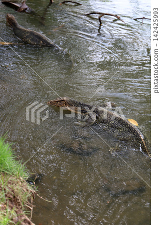 Water monitor in Lumpini Park, Bangkok Thailand. Water monitor in Lumpini Park, Bangkok Thailand. 142425993