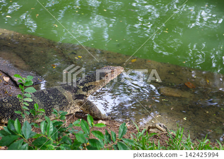 Water monitor in Lumpini Park, Bangkok Thailand. Water monitor in Lumpini Park, Bangkok Thailand. 142425994