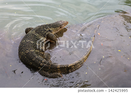 Water monitor in Lumpini Park, Bangkok Thailand. Water monitor in Lumpini Park, Bangkok Thailand. 142425995