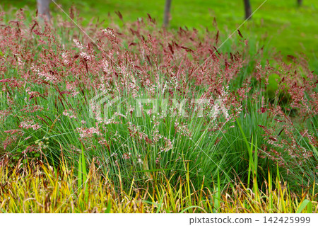 Beautiful pink grass flowers in green field. Beautiful pink grass flowers in green field. 142425999