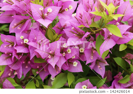 Blooming pink bougainvillea bushes Blooming pink bougainvillea bushes 142426014