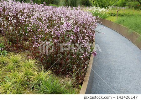 Beautiful pale pink penstemon flowers blooming along a modern garden pathway. Beautiful pale pink penstemon flowers blooming along a modern garden pathway. 142426147