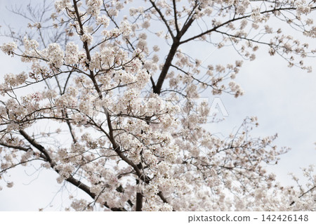 Beautiful white cherry blossom branches fully blooming against a bright sky background Beautiful white cherry blossom branches fully blooming against a bright sky background 142426148