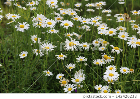 Oxeye daisies with white petals and yellow centers. Oxeye daisies with white petals and yellow centers. 142426238