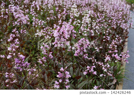 Beautiful pale pink penstemon flowers blooming along a modern garden pathway. Beautiful pale pink penstemon flowers blooming along a modern garden pathway. 142426246