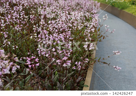 Beautiful pale pink penstemon flowers blooming along a modern garden pathway. Beautiful pale pink penstemon flowers blooming along a modern garden pathway. 142426247