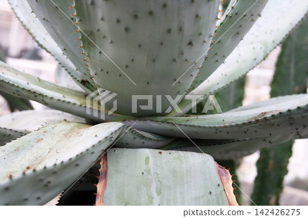 Close-up of sharp green leaves on an Aloe Vera plant. Close-up of sharp green leaves on an Aloe Vera plant. 142426275