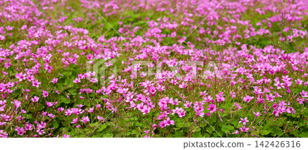 Pink Oxalis blossoms with green leaves in the garden. Pink Oxalis blossoms with green leaves in the garden. 142426316