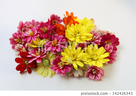 Edible zinnia flowers for food decoration. 142426343