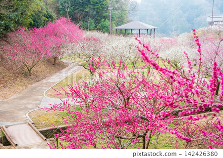 月瀨梅林「梅林公園」(奈良縣奈良市) 月瀨梅林「梅林公園」(奈良縣奈良市) 142426380