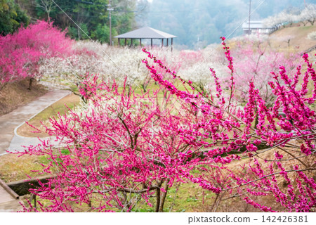 月瀨梅林「梅林公園」(奈良縣奈良市) 月瀨梅林「梅林公園」(奈良縣奈良市) 142426381