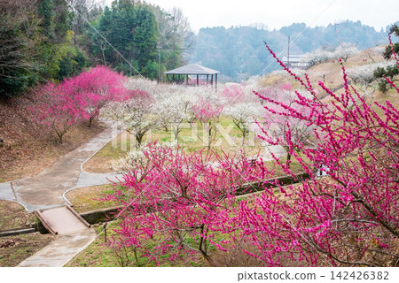 月瀨梅林「梅林公園」(奈良縣奈良市) 月瀨梅林「梅林公園」(奈良縣奈良市) 142426382