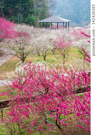 月瀨梅林「梅林公園」(奈良縣奈良市) 月瀨梅林「梅林公園」(奈良縣奈良市) 142426383