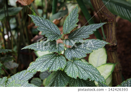 Spotted angel wing begonia leaves close up Spotted angel wing begonia leaves close up 142426393