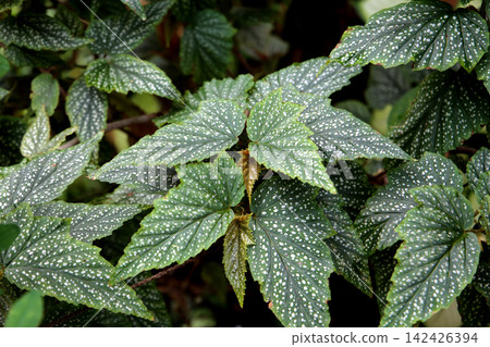 Spotted angel wing begonia leaves close up Spotted angel wing begonia leaves close up 142426394