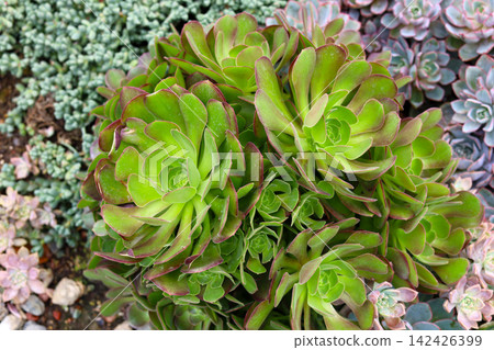 Succulent plants growing in the garden. Succulent plants growing in the garden. 142426399