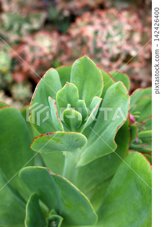 Succulent plants growing in the garden. Succulent plants growing in the garden. 142426400