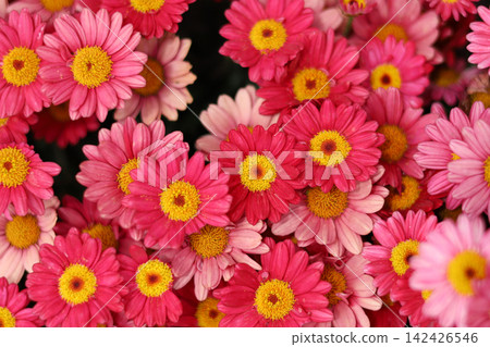 Pink pyrethrum daisy flowers blooming in full glory in a public garden. Pink pyrethrum daisy flowers blooming in full glory in a public garden. 142426546