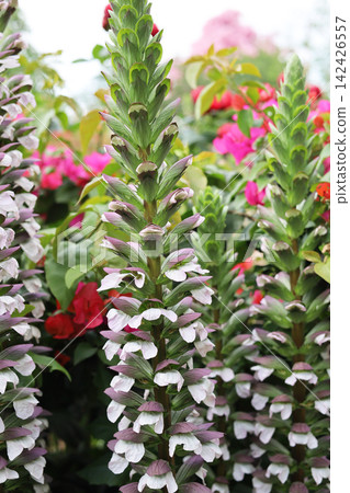 Tall spikes of Acanthus mollis flowers blooming in a sunny garden. Tall spikes of Acanthus mollis flowers blooming in a sunny garden. 142426557