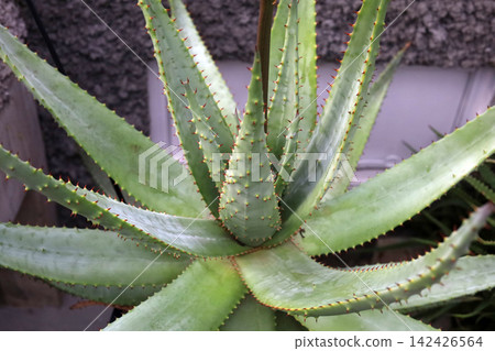 Close-up of sharp green leaves on an Aloe Vera plant. Close-up of sharp green leaves on an Aloe Vera plant. 142426564