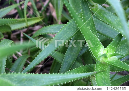 Close-up of sharp green leaves on an Aloe Vera plant. Close-up of sharp green leaves on an Aloe Vera plant. 142426565