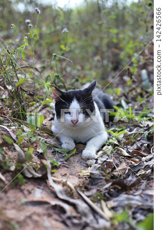 A black and white cat on the ground in a forest. A black and white cat on the ground in a forest. 142426566