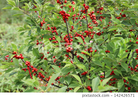Red winterberry branches glowing in the outdoor garden. 142426571