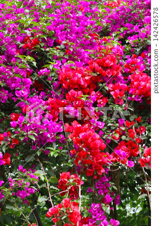 Blooming bougainvillea bushes Blooming bougainvillea bushes 142426578