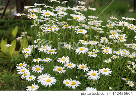 Oxeye daisies with white petals and yellow centers. Oxeye daisies with white petals and yellow centers. 142426604