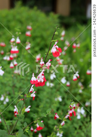 Hot Lips salvia blossoms in a natural outdoor Hot Lips salvia blossoms in a natural outdoor 142426639