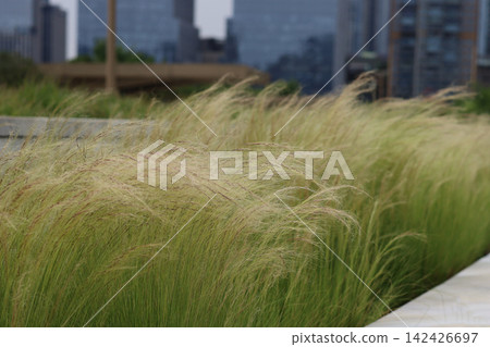 Soft feather grass blowing in the wind in a public park with blurred modern skyscrapers in the background. Soft feather grass blowing in the wind in a public park with blurred modern skyscrapers in the background. 142426697