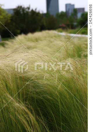 Soft feather grass blowing in the wind in a public park with blurred modern skyscrapers in the background. 142426698